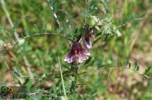 Vicia cannonica (1)